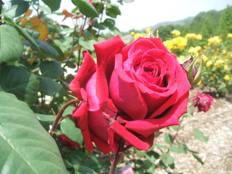 c0074553_6394249.jpg