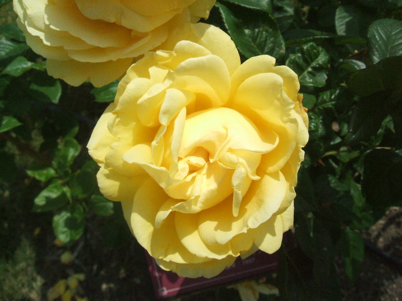 c0074553_639433.jpg