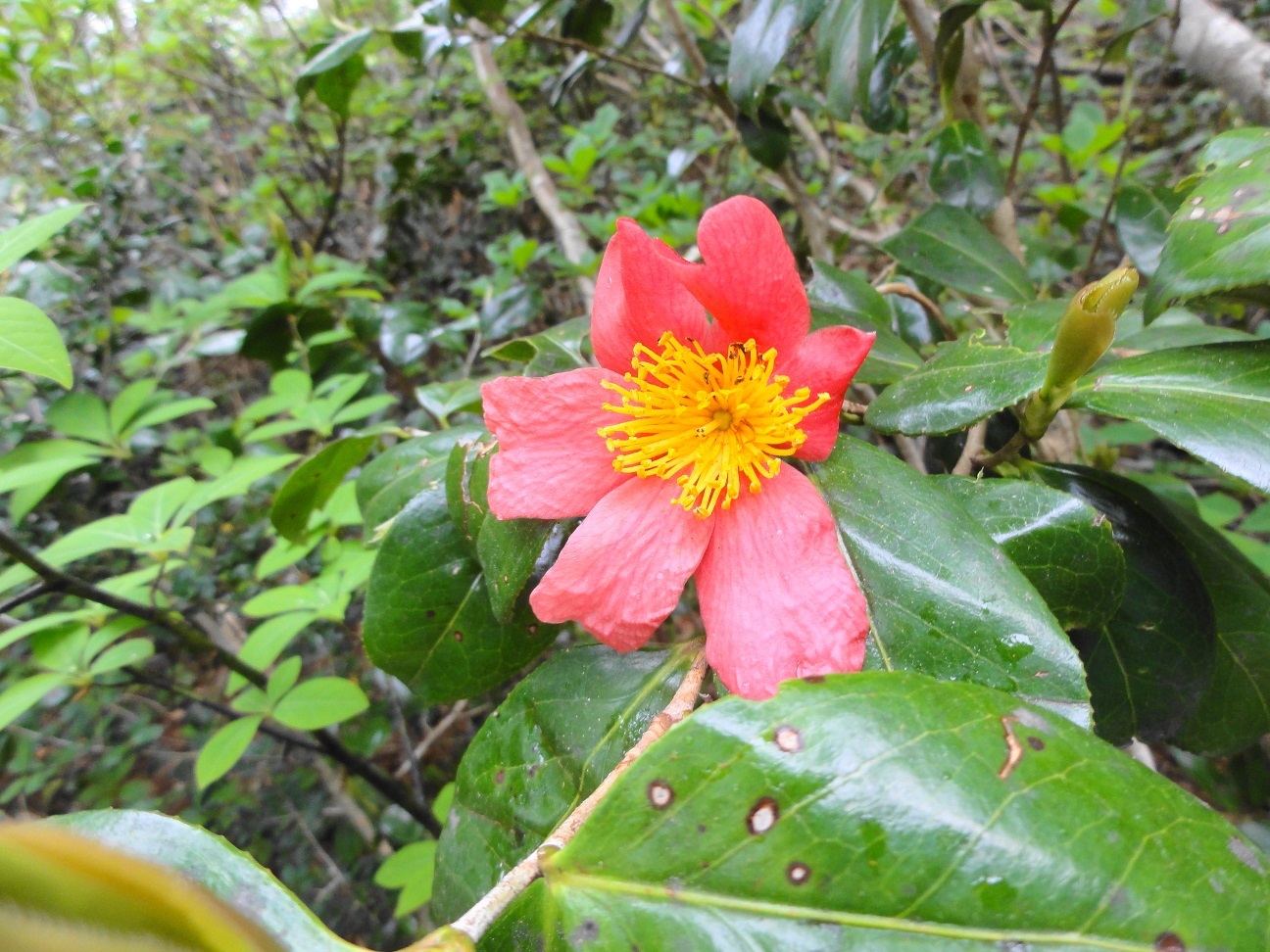 a0195071_15013287.jpg