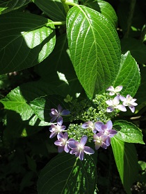 e0130185_13434443.jpg