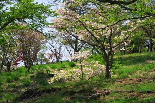 a0263109_15422411.jpg