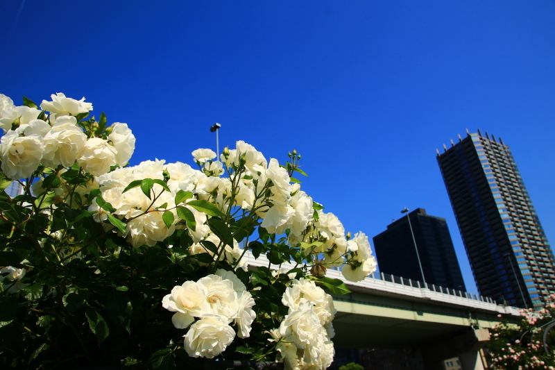 f0209122_15102629.jpg