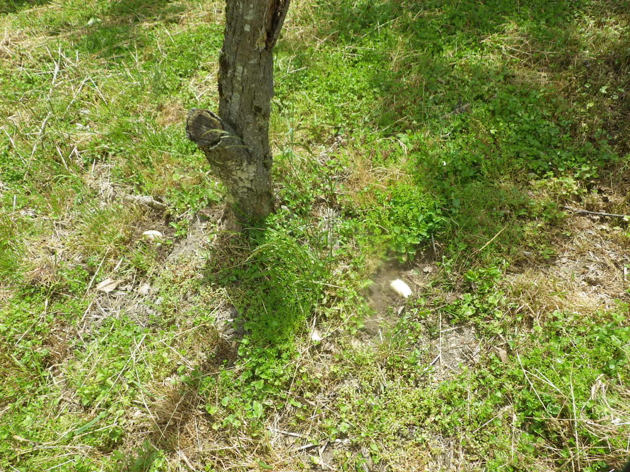 c0300035_11390006.jpg