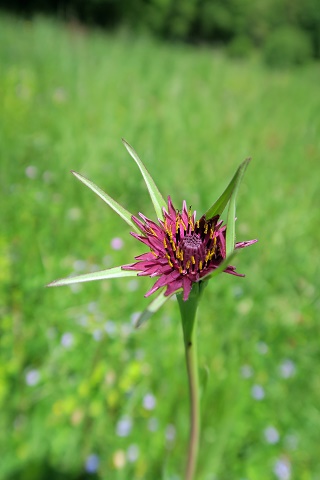 不思議めずらし花の名は、トスカーナ - イタリア写真草子