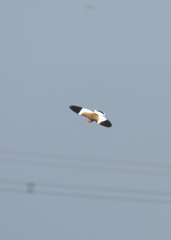 d0290240_13460888.gif