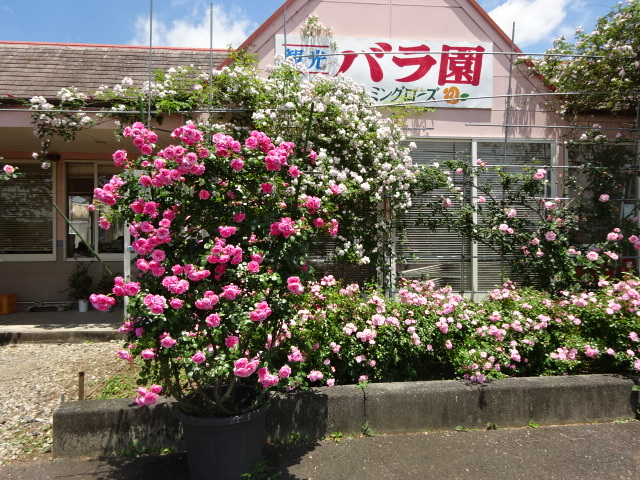 a0241761_15532665.jpg