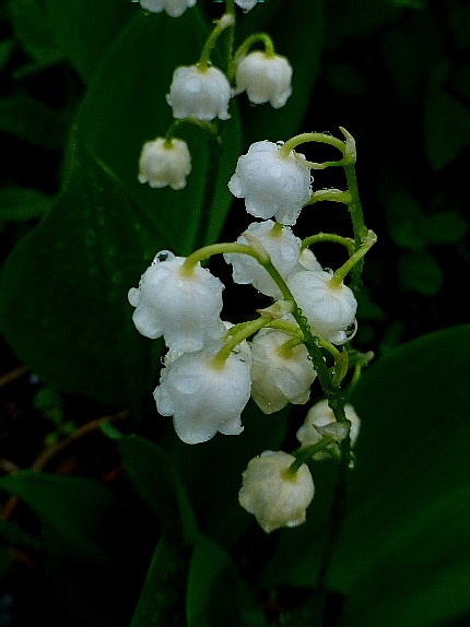 d0084473_1642549.jpg