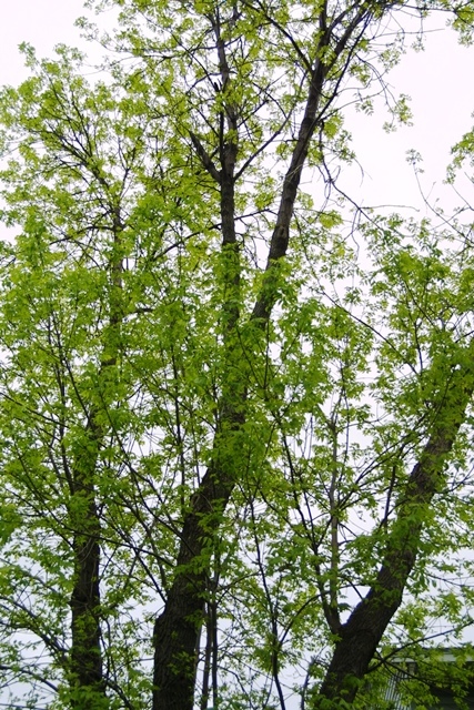 c0062603_05345844.jpg
