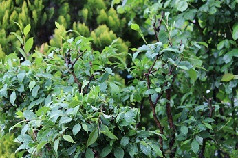 f0325309_14403659.jpg