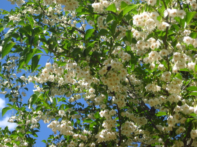 c0352015_22140687.jpg