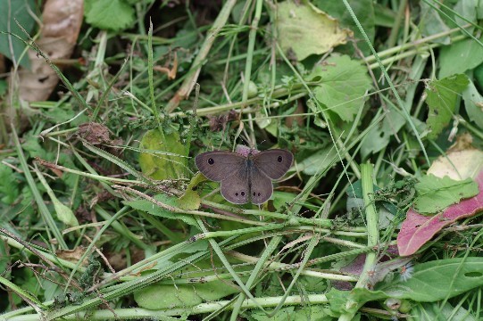 c0152317_20491291.jpg