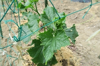 e0081218_21584241.jpg