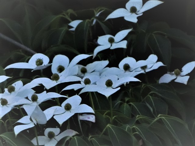 f0354923_00370461.jpg