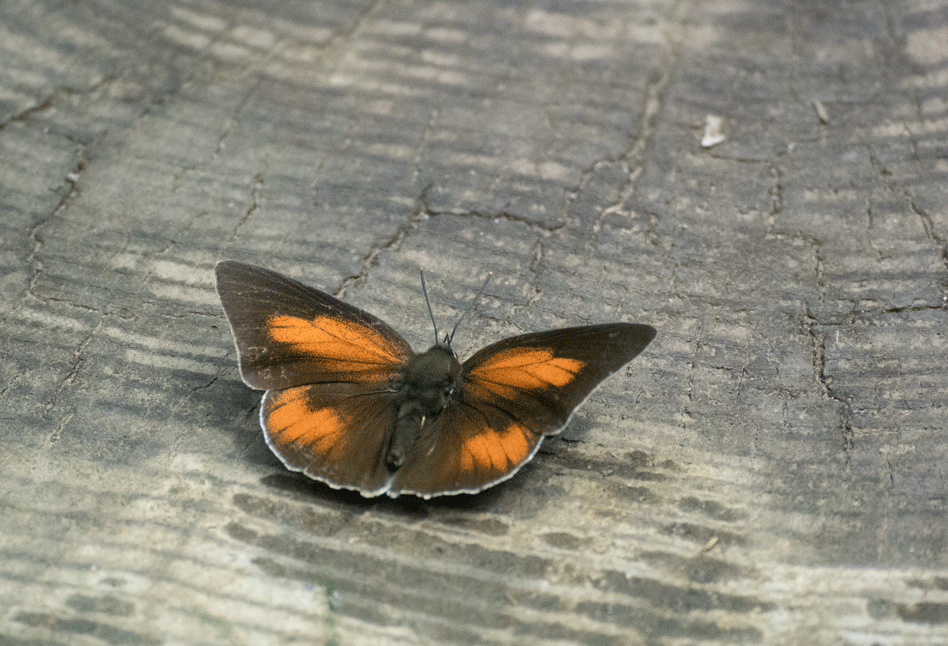 a0126632_16480635.gif