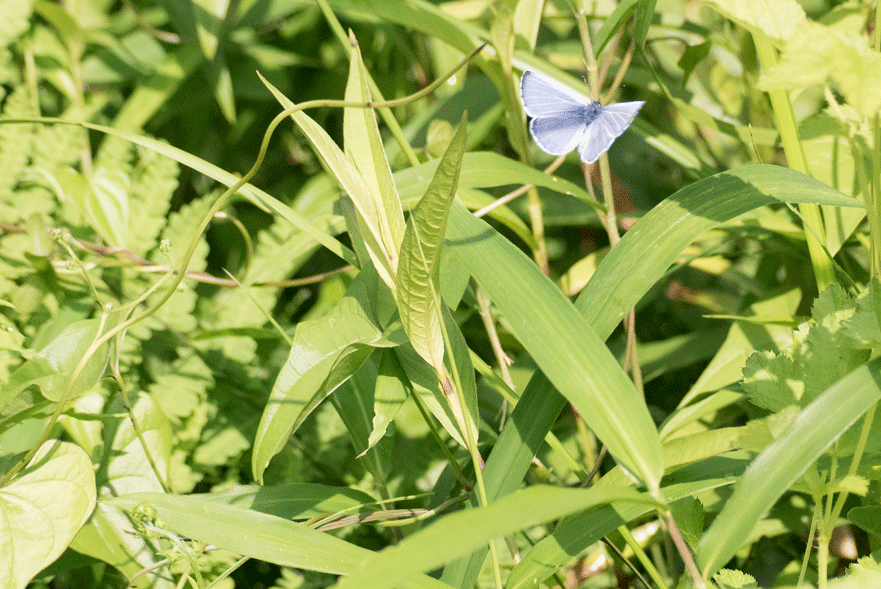 a0126632_16505913.gif