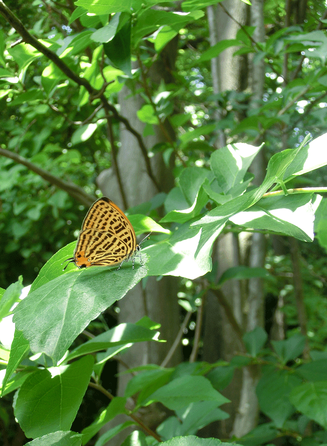 a0126632_16550110.gif