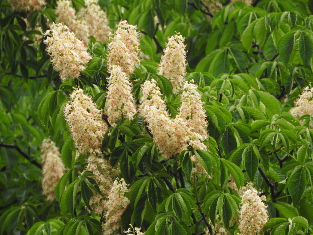 f0118332_00245961.jpg