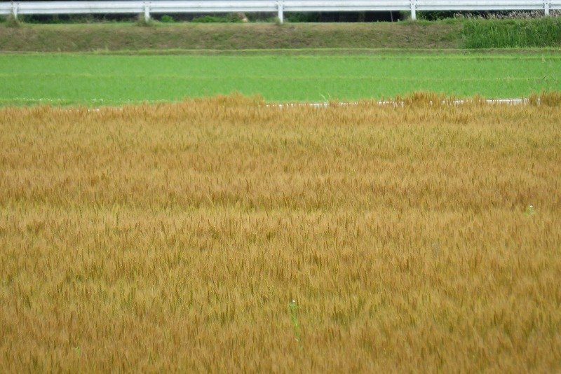 a0017634_1727811.jpg