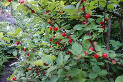 f0375039_20364014.jpg