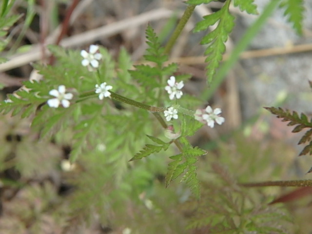f0334143_17572250.jpg
