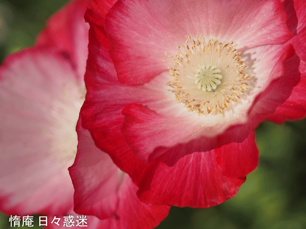 e0346064_16330357.gif