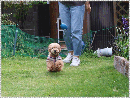 b0175688_23260975.gif