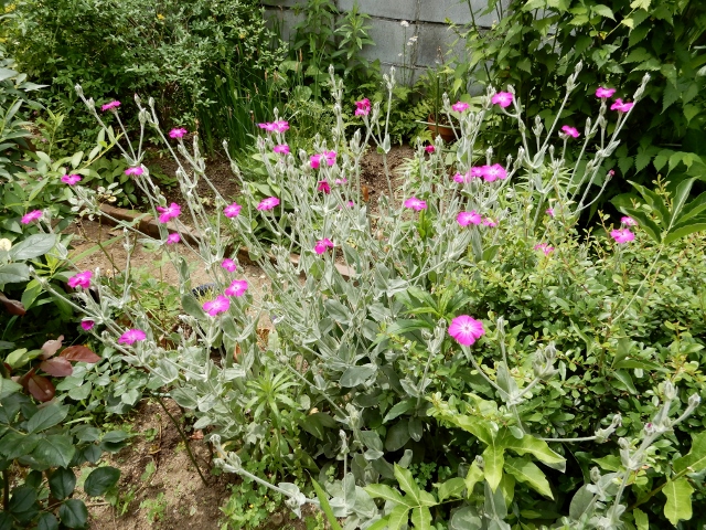 e0025300_18354774.jpg