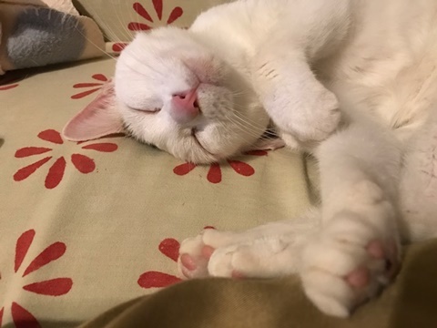 e0359604_17174583.jpeg