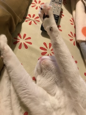 e0359604_17181571.jpeg