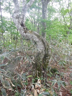c0359615_20445653.jpg