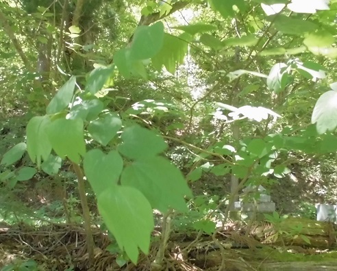 b0181818_07224696.jpg