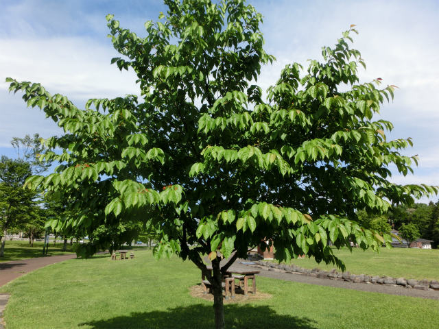 a0206621_09001270.jpg