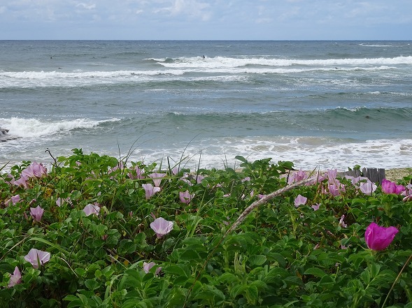 b0299042_20392814.jpg