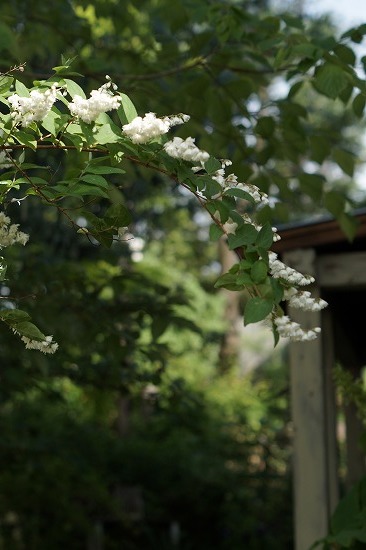 d0083761_20313913.jpg