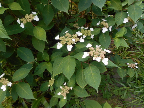 f0083803_20104386.jpg