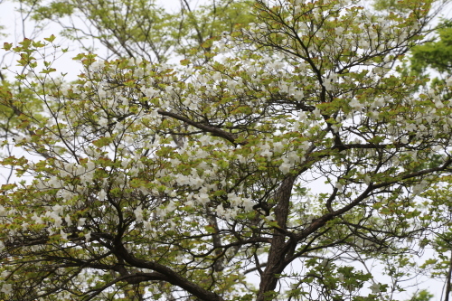 f0296109_17593970.jpg