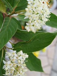 f0325309_17542711.jpg