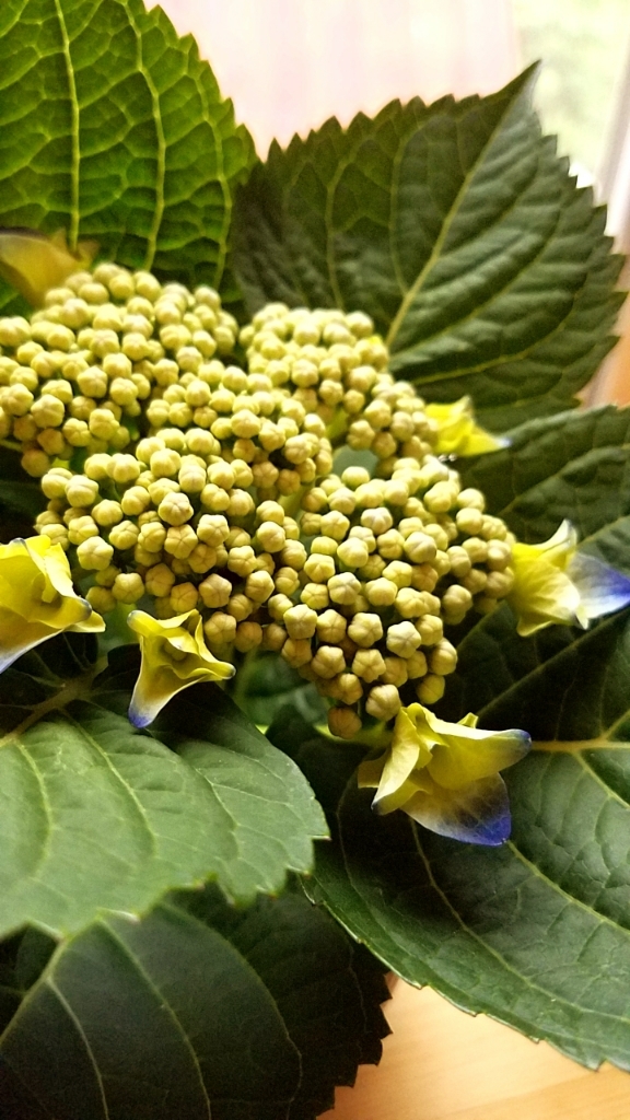 a0194911_21255520.jpg