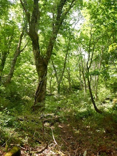 c0359615_20593996.jpg