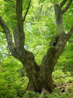 c0359615_21012761.jpg