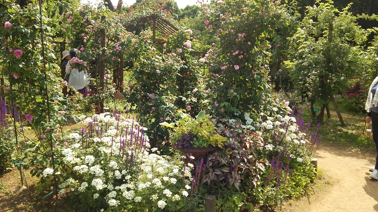 f0002833_1657561.jpg
