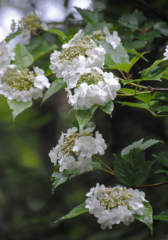 a0001354_00263642.gif