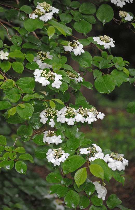 a0001354_00274972.gif