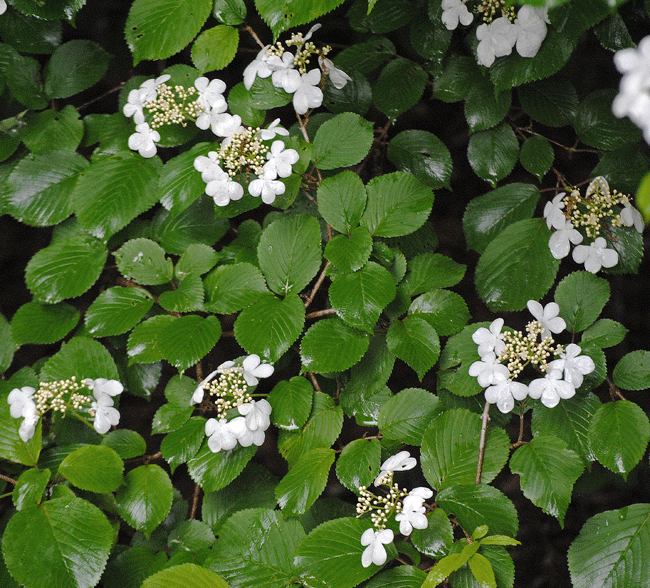 a0001354_00281065.gif