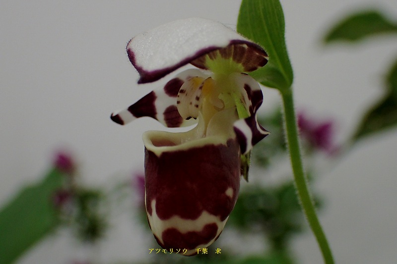 c0183777_5541277.jpg