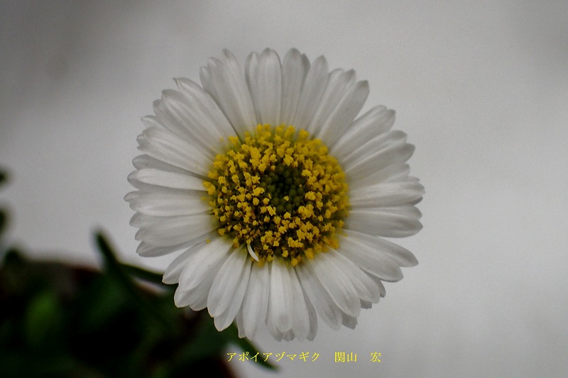 c0183777_6102095.jpg