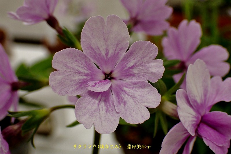 c0183777_6282649.jpg