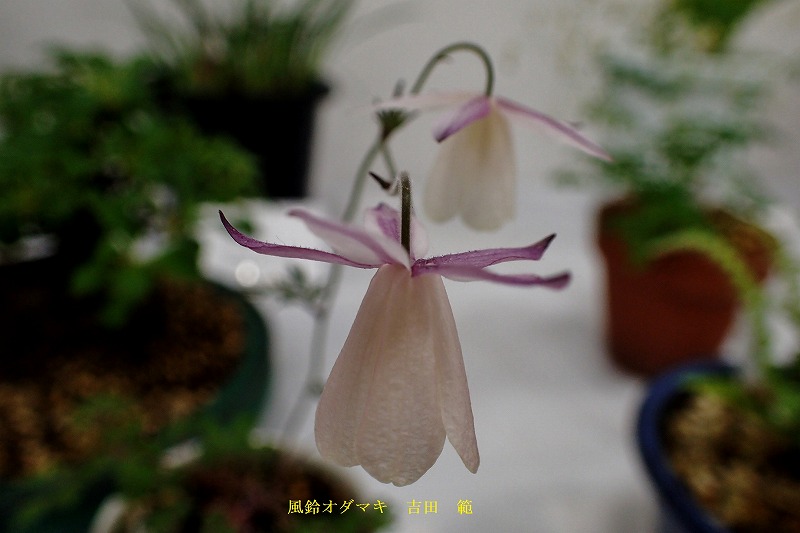 c0183777_6322131.jpg