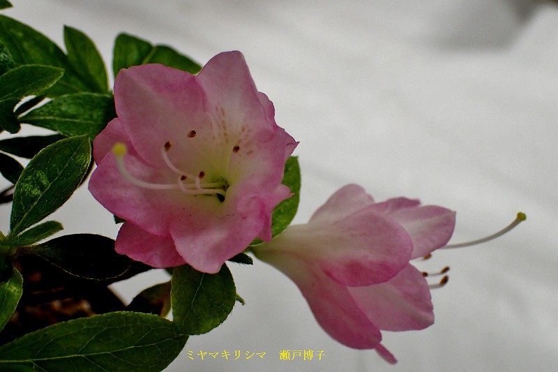 c0183777_635285.jpg