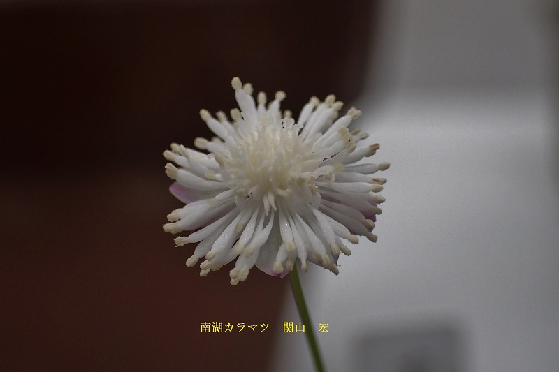 c0183777_636518.jpg